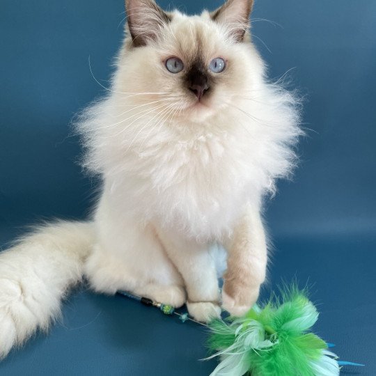 chat Ragdoll chocolate point mitted wifye (vert) Les Ragdolls de la Croisette