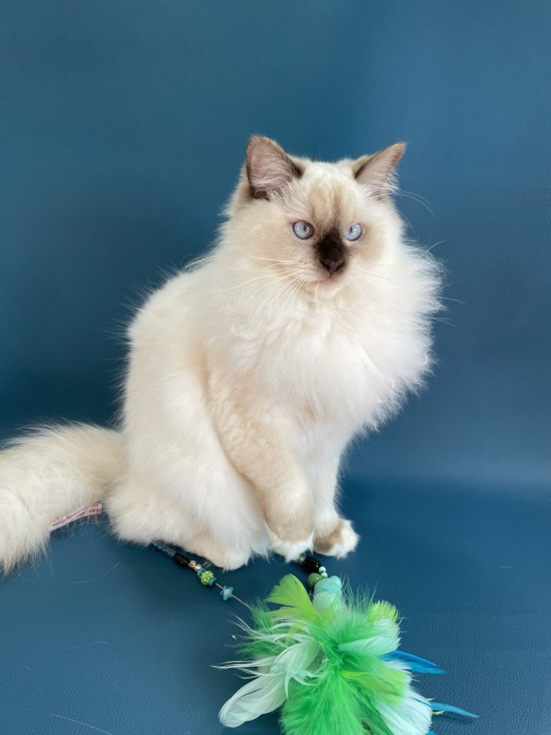 wifye (vert) De La Croisette Femelle Ragdoll