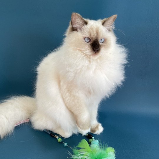 chat Ragdoll chocolate point mitted wifye (vert) Les Ragdolls de la Croisette
