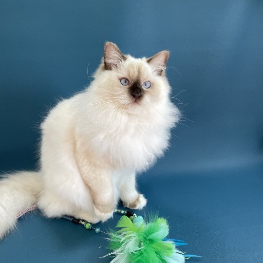 chat Ragdoll chocolate point mitted wifye (vert) Les Ragdolls de la Croisette