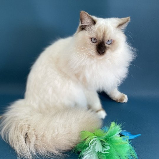 chat Ragdoll chocolate point mitted wifye (vert) Les Ragdolls de la Croisette