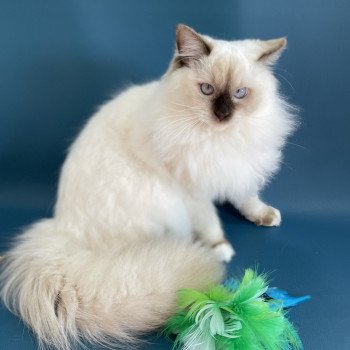 chat Ragdoll chocolate point mitted wifye (vert) Les Ragdolls de la Croisette chat Ragdoll chocolate point mitted wifye (vert) Les Ragdolls de la Croisette