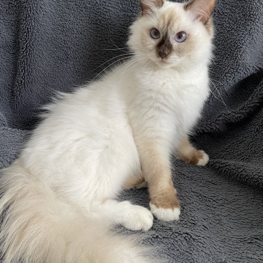 chat Ragdoll chocolate point mitted wifye (vert) Les Ragdolls de la Croisette