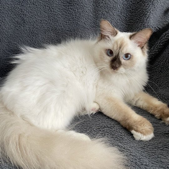 chat Ragdoll chocolate point mitted wifye (vert) Les Ragdolls de la Croisette