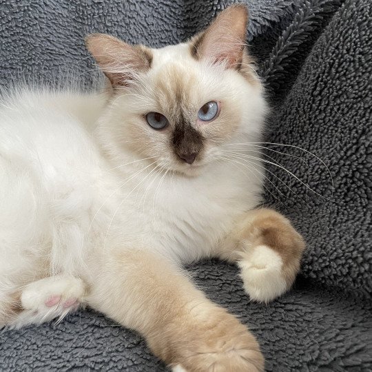 chat Ragdoll chocolate point mitted wifye (vert) Les Ragdolls de la Croisette