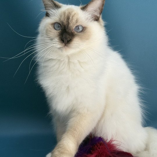 chat Ragdoll chocolate point mitted wifye (vert) Les Ragdolls de la Croisette