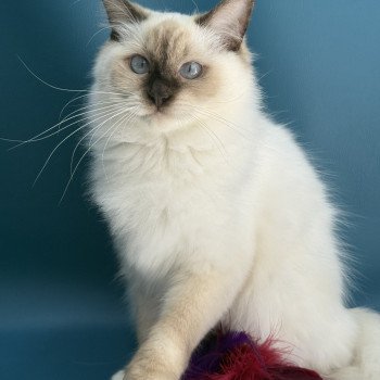 chat Ragdoll chocolate point mitted wifye (vert) Les Ragdolls de la Croisette chat Ragdoll chocolate point mitted wifye (vert) Les Ragdolls de la Croisette