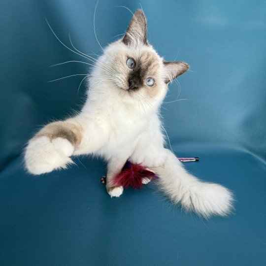 chat Ragdoll chocolate point mitted wifye (vert) Les Ragdolls de la Croisette