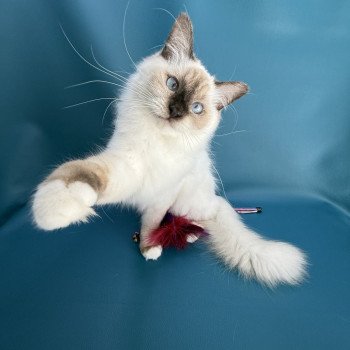 chat Ragdoll chocolate point mitted wifye (vert) Les Ragdolls de la Croisette chat Ragdoll chocolate point mitted wifye (vert) Les Ragdolls de la Croisette