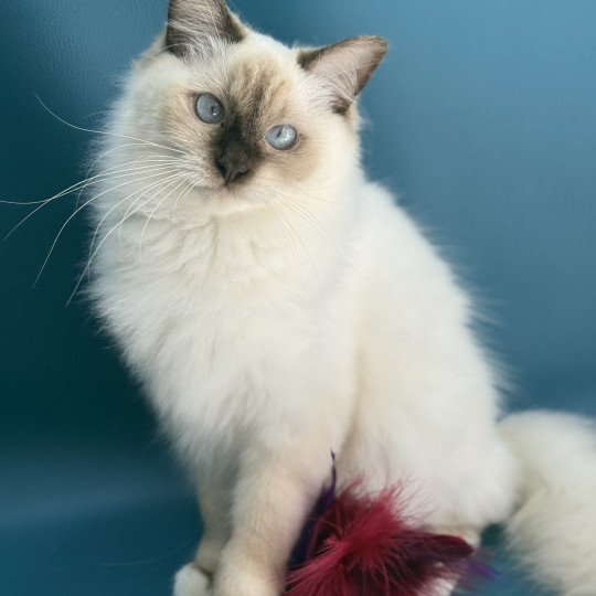 chat Ragdoll chocolate point mitted wifye (vert) Les Ragdolls de la Croisette