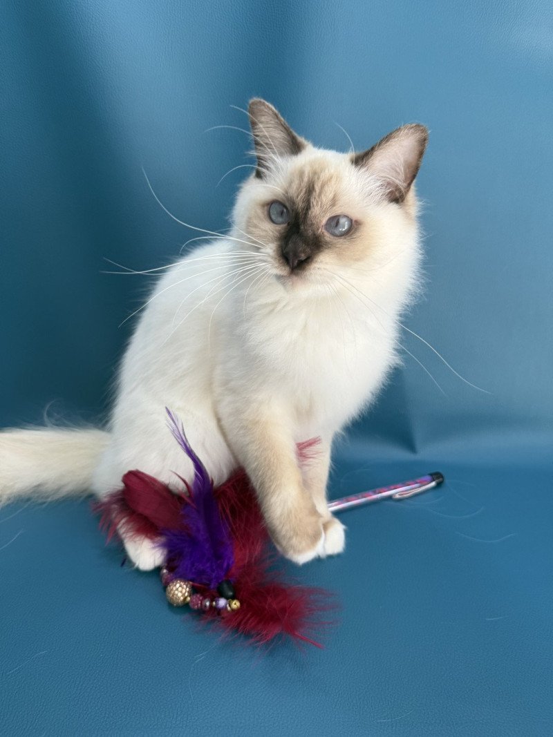 wifye (vert) De La Croisette Femelle Ragdoll wifye (vert) De La Croisette Femelle Ragdoll