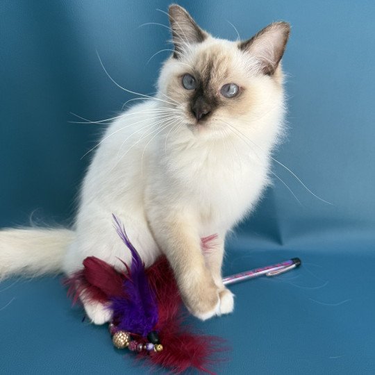 chat Ragdoll chocolate point mitted wifye (vert) Les Ragdolls de la Croisette