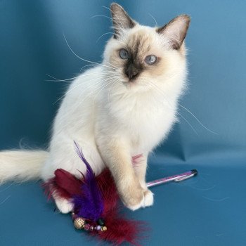wifye (vert) De La Croisette Femelle Ragdoll