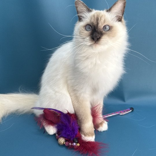chat Ragdoll chocolate point mitted wifye (vert) Les Ragdolls de la Croisette