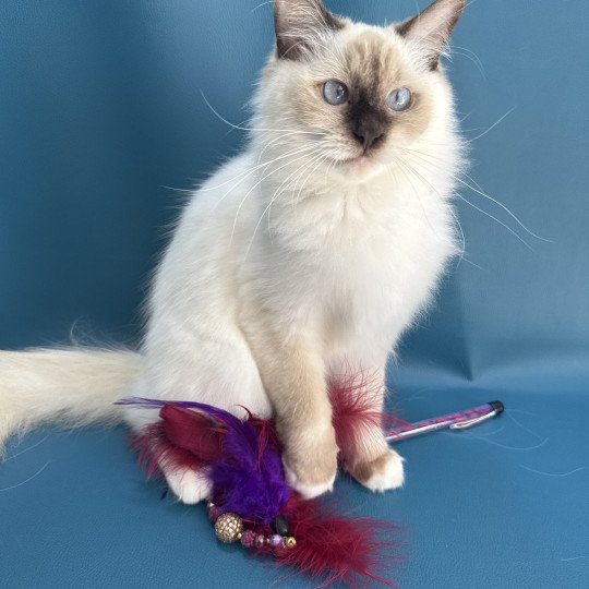 chat Ragdoll chocolate point mitted wifye (vert) Les Ragdolls de la Croisette