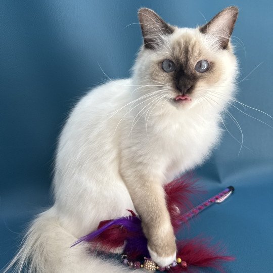 chat Ragdoll chocolate point mitted wifye (vert) Les Ragdolls de la Croisette