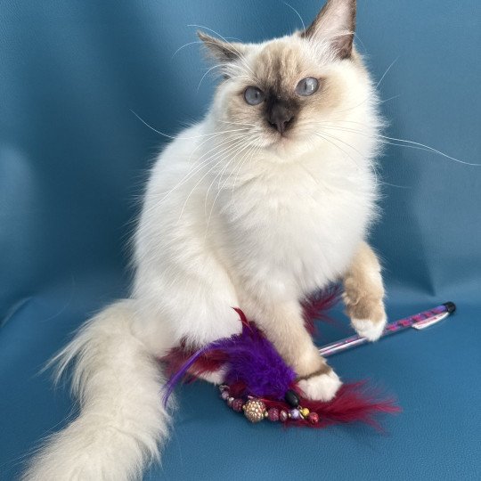 chat Ragdoll chocolate point mitted wifye (vert) Les Ragdolls de la Croisette