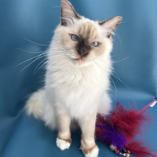 chat Ragdoll chocolate point mitted wifye (vert) Les Ragdolls de la Croisette