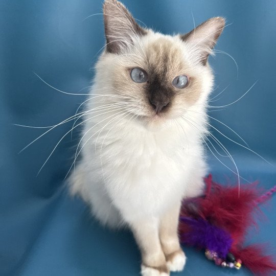 chat Ragdoll chocolate point mitted wifye (vert) Les Ragdolls de la Croisette