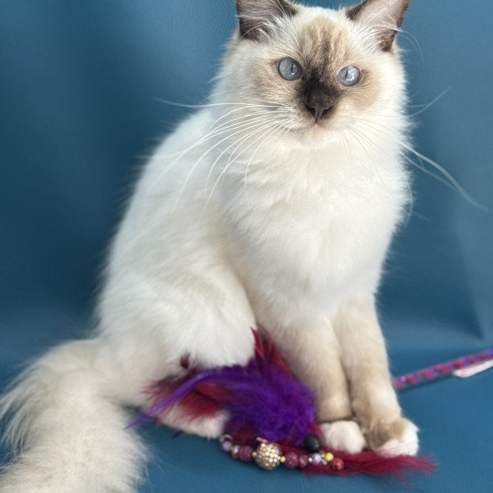 chat Ragdoll chocolate point mitted wifye (vert) Les Ragdolls de la Croisette