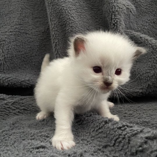 chaton Ragdoll vert Les Ragdolls de la Croisette