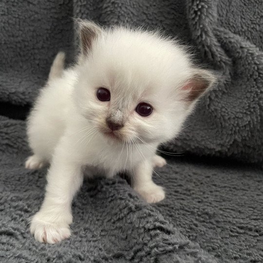 chaton Ragdoll vert Les Ragdolls de la Croisette