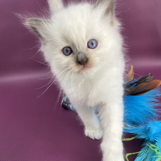chaton Ragdoll vert Les Ragdolls de la Croisette