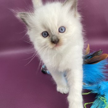 chaton Ragdoll vert Les Ragdolls de la Croisette chaton Ragdoll vert Les Ragdolls de la Croisette