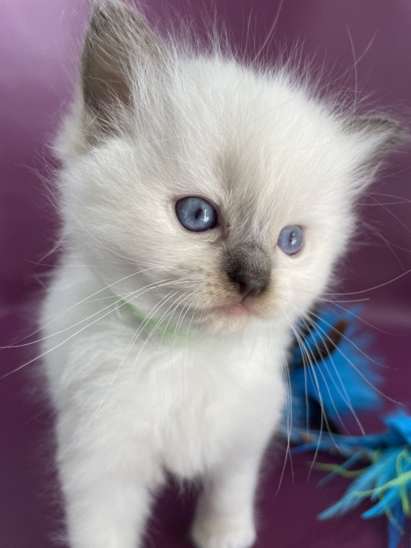 wifye (vert) De La Croisette Femelle Ragdoll
