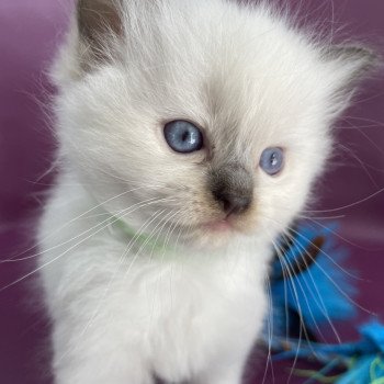 wifye (vert) De La Croisette Femelle Ragdoll