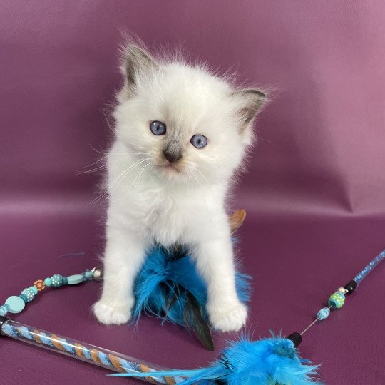 chaton Ragdoll vert Les Ragdolls de la Croisette