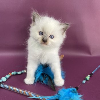 chaton Ragdoll vert Les Ragdolls de la Croisette chaton Ragdoll vert Les Ragdolls de la Croisette