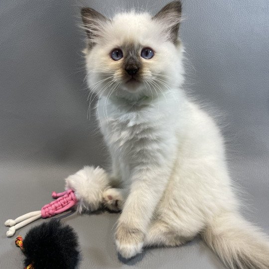 chaton Ragdoll chocolate point mitted wifye (vert) Les Ragdolls de la Croisette