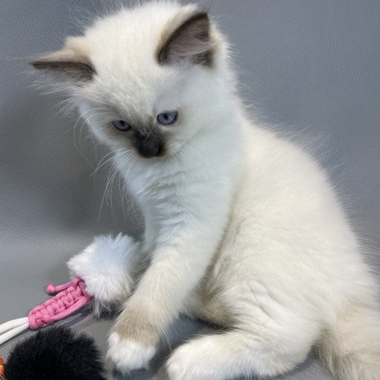 chaton Ragdoll chocolate point mitted wifye (vert) Les Ragdolls de la Croisette