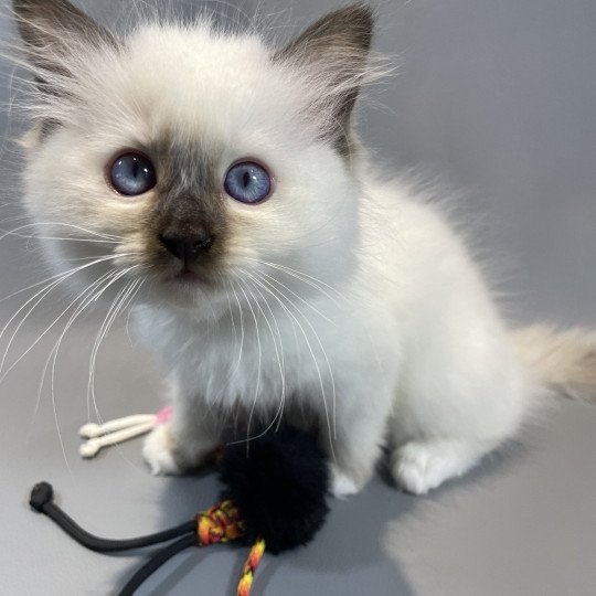 chaton Ragdoll chocolate point mitted wifye (vert) Les Ragdolls de la Croisette
