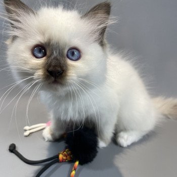 chaton Ragdoll chocolate point mitted wifye (vert) Les Ragdolls de la Croisette chaton Ragdoll chocolate point mitted wifye (vert) Les Ragdolls de la Croisette