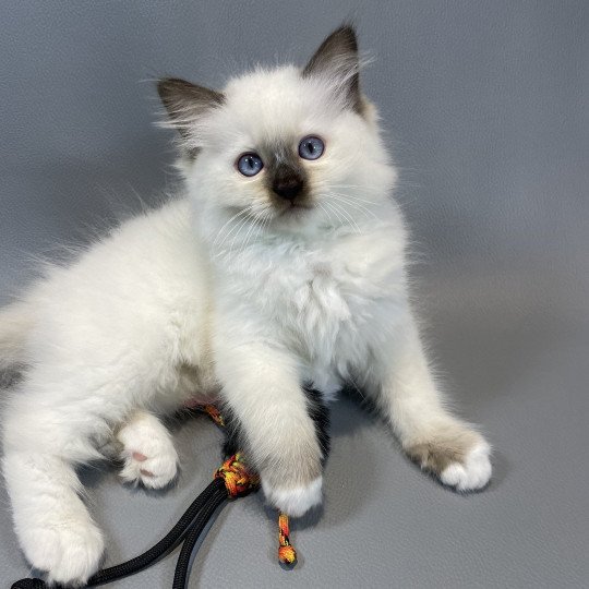 chaton Ragdoll chocolate point mitted wifye (vert) Les Ragdolls de la Croisette