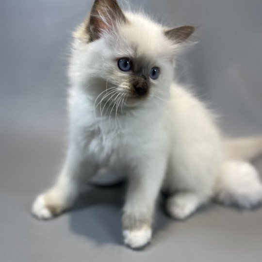chaton Ragdoll chocolate point mitted wifye (vert) Les Ragdolls de la Croisette