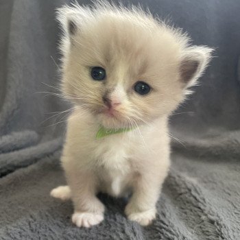 chaton Ragdoll blue mink mitted vert Les Ragdolls de la Croisette chaton Ragdoll blue mink mitted vert Les Ragdolls de la Croisette
