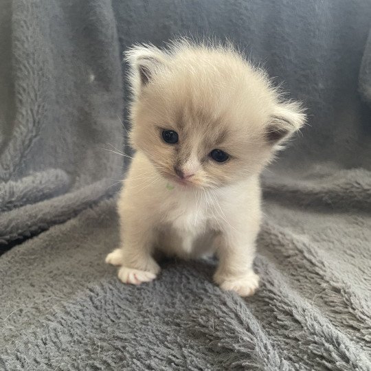 chaton Ragdoll blue mink mitted vert Les Ragdolls de la Croisette