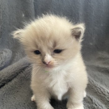 chaton Ragdoll blue mink mitted vert Les Ragdolls de la Croisette chaton Ragdoll blue mink mitted vert Les Ragdolls de la Croisette