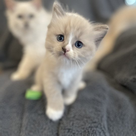 chaton Ragdoll blue mink mitted vert Les Ragdolls de la Croisette