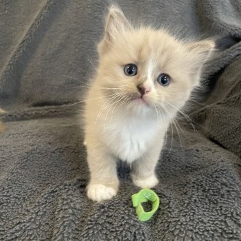 chaton Ragdoll blue mink mitted vert Les Ragdolls de la Croisette chaton Ragdoll blue mink mitted vert Les Ragdolls de la Croisette