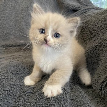 chaton Ragdoll blue mink mitted vert Les Ragdolls de la Croisette chaton Ragdoll blue mink mitted vert Les Ragdolls de la Croisette