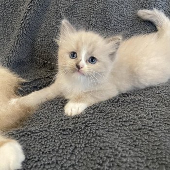 chaton Ragdoll blue mink mitted vert Les Ragdolls de la Croisette chaton Ragdoll blue mink mitted vert Les Ragdolls de la Croisette