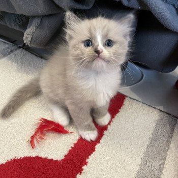 chaton Ragdoll blue mink mitted vert Les Ragdolls de la Croisette chaton Ragdoll blue mink mitted vert Les Ragdolls de la Croisette
