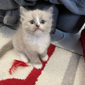 chaton Ragdoll blue mink mitted Yuka vert Les Ragdolls de la Croisette chaton Ragdoll blue mink mitted Yuka vert Les Ragdolls de la Croisette
