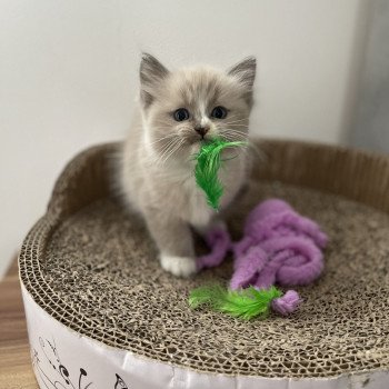 chaton Ragdoll blue mink mitted Yuka vert Les Ragdolls de la Croisette chaton Ragdoll blue mink mitted Yuka vert Les Ragdolls de la Croisette