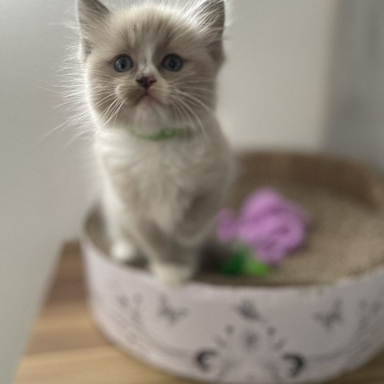 chaton Ragdoll blue mink mitted Yuka vert Les Ragdolls de la Croisette