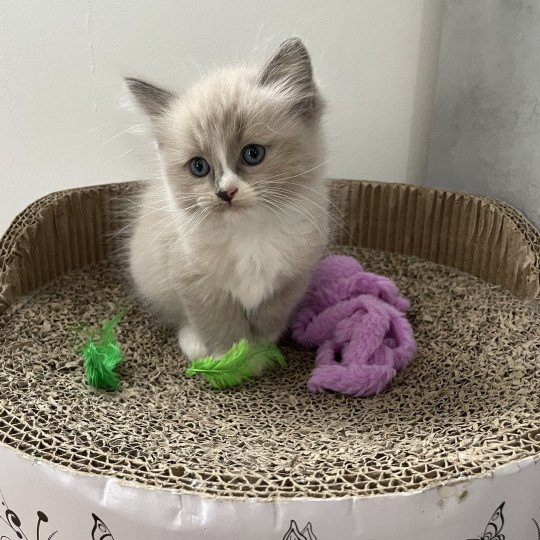 chaton Ragdoll blue mink mitted Yuka vert Les Ragdolls de la Croisette